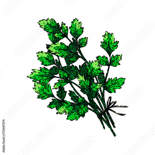 leaf parsley sketch hand drawn vector