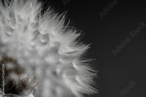 タンポポの綿毛
Dandelion fluff photo