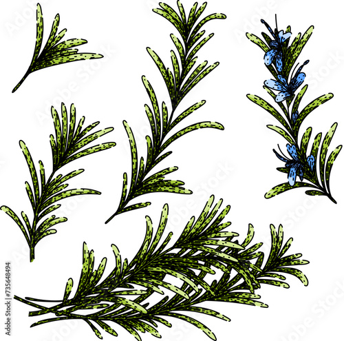 rosemary set sketch hand drawn vector