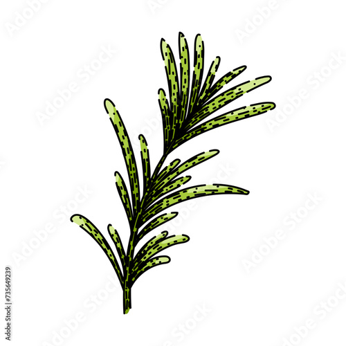herb rosemary sketch hand drawn vector