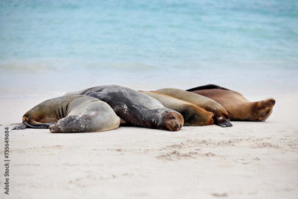Fototapeta premium Sleeping Sea Lions