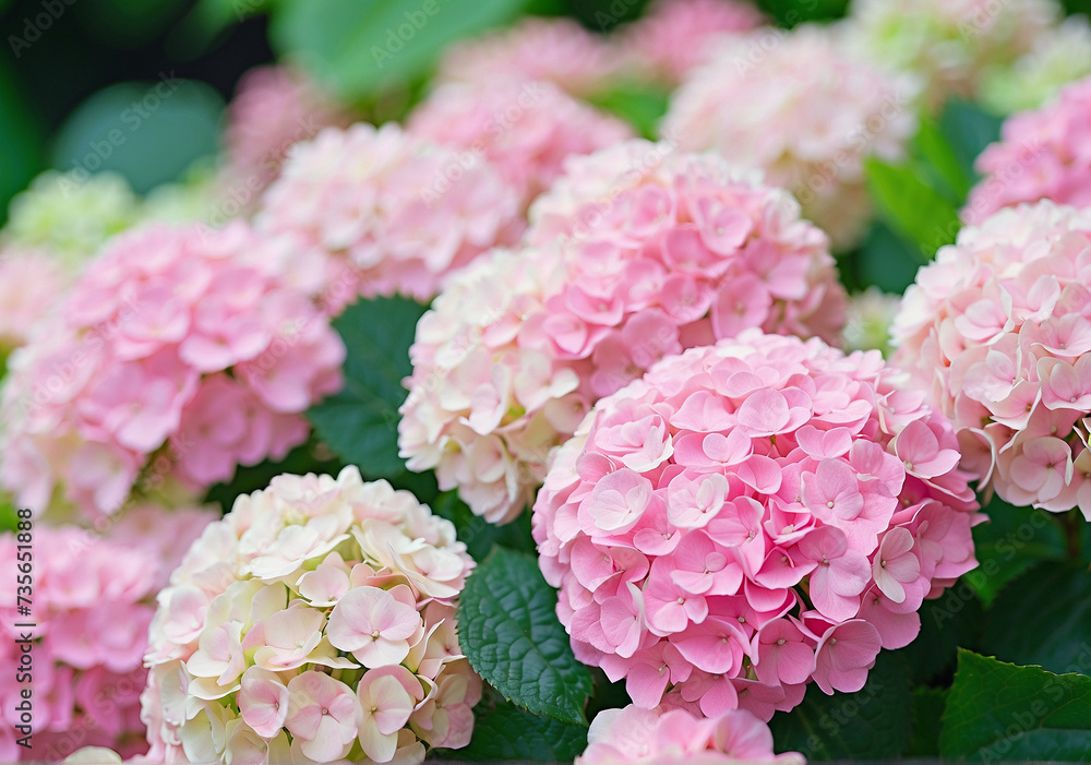 Close-up photo of pink hydrangea flowers. Aesthetic botanical wallpaper. Plant background for cards Close-up photo of pink hydrangea flowers. Aesthetic botanical wallpaper. Plant background for cards