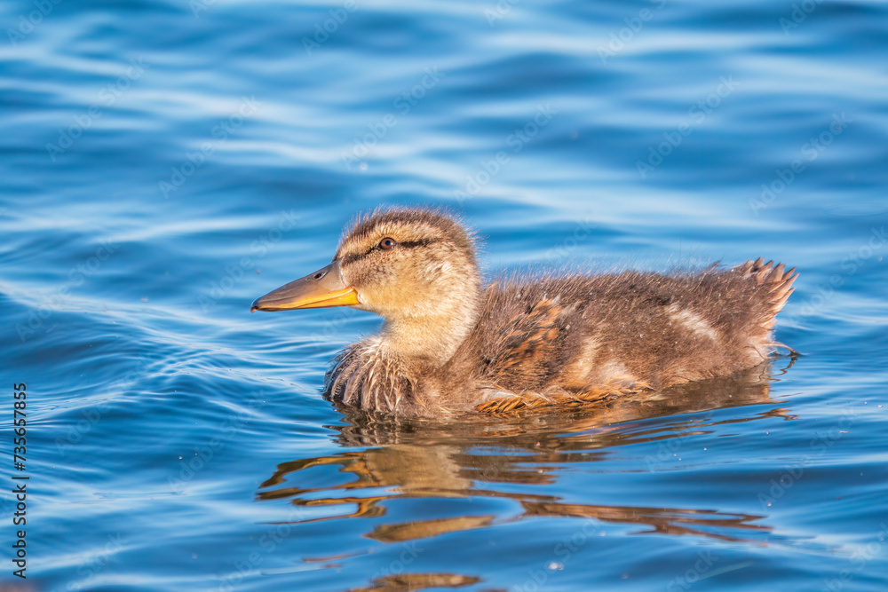 Cute little duckling swimming alone in a lake or river with calm water Cute little duckling swimming alone in a lake or river with calm water