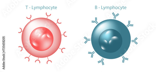 Antibodies are produced by the immune system in response to antigens vector illustration. Complementary binding sites on the Ab and on the Ag molecules. The differences between antigen and antibody.