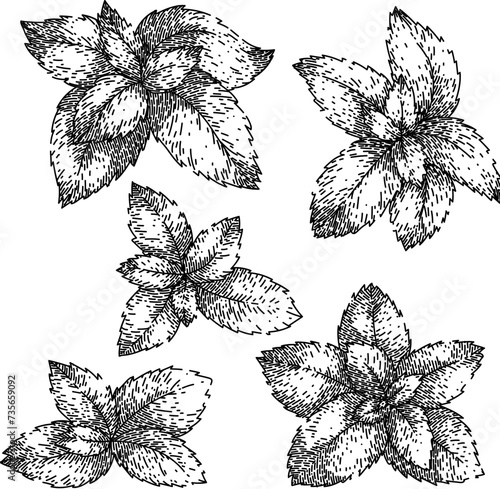 mint set sketch hand drawn vector