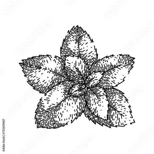 menthol mint sketch hand drawn vector