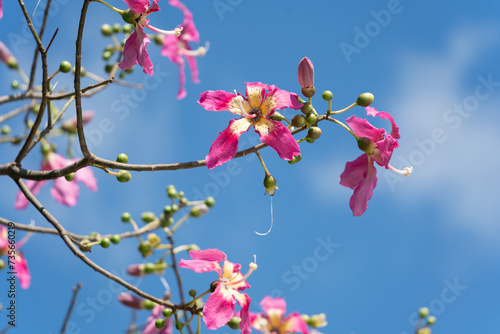 Floss silk tree