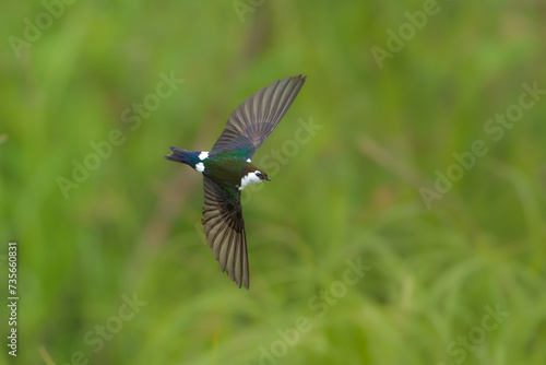 Violet green Swallow flying at lakeside, they are small sleek birds with long pointed wings and slightly forked tails. Alaska. Breeds as far north as Alaska  winters primarily in Mexico and northern C © Miroslav