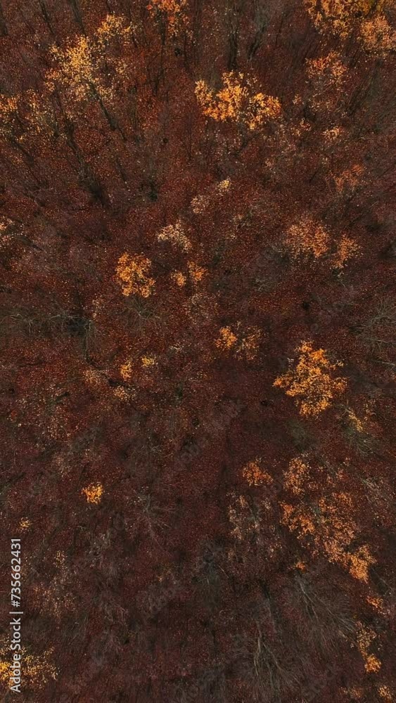 Vertical video. Aerial autumn. Forest view. Harmony silence in fall wood orange brown red trees leaves waving in wind nature landscape wild reserve. Vertical video. Aerial autumn. Forest view. Harmony silence in fall wood orange brown red trees leaves waving in wind nature landscape wild reserve.