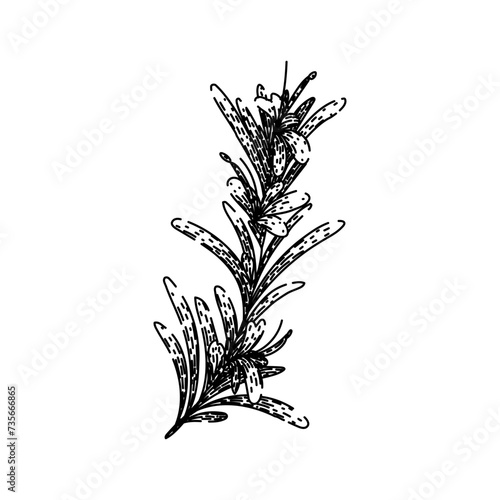 leaves rosemary sketch hand drawn vector