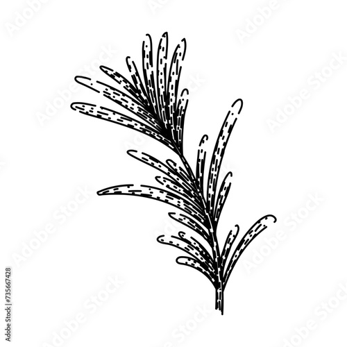herb rosemary sketch hand drawn vector