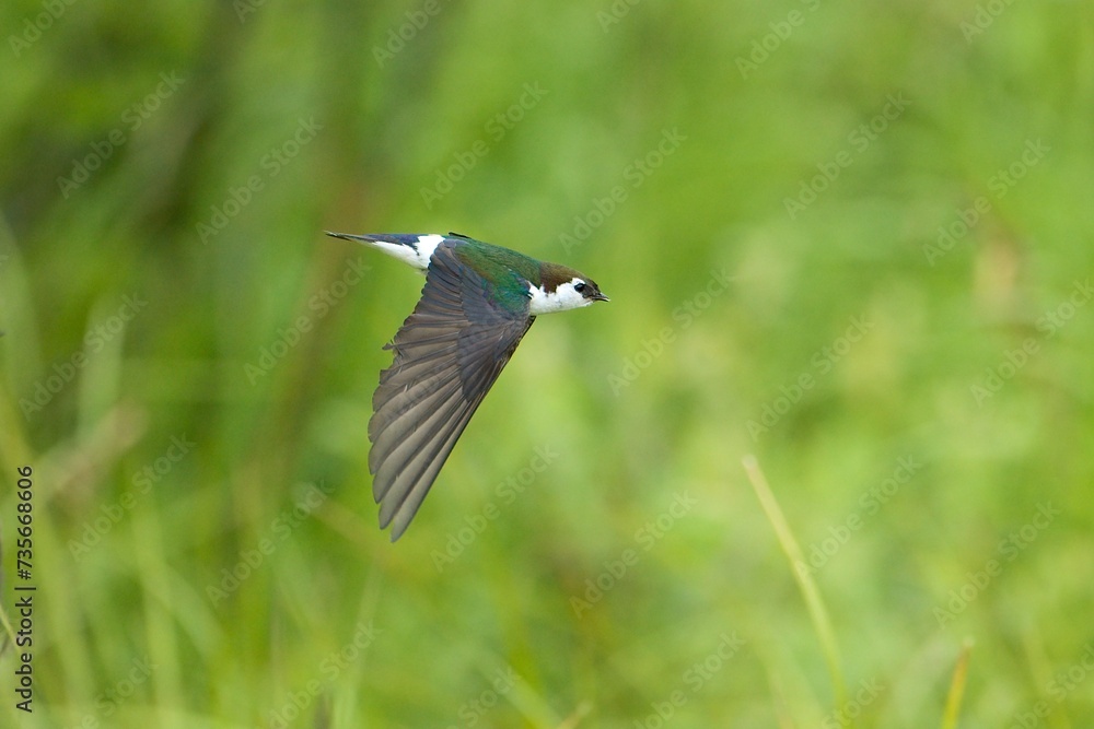 Fototapeta premium Violet green Swallow flying at lakeside, they are small sleek birds with long pointed wings and slightly forked tails. Alaska. Breeds as far north as Alaska; winters primarily in Mexico and northern C