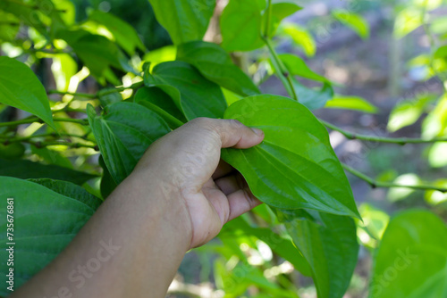 Green leaves of betel plant