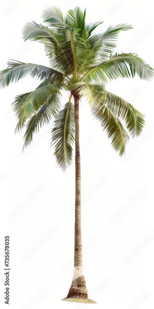 Obraz premium palm tree isolated on white