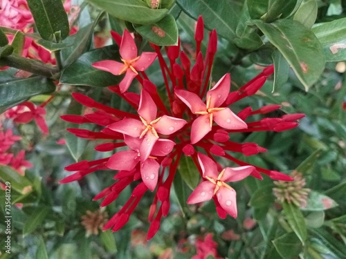 Close up of Asoka flower (Saraca Asoca) in the privat garden