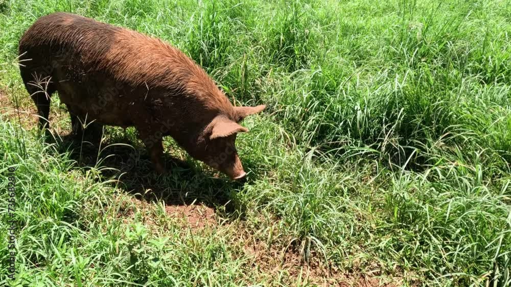 Foraging Pig in Lush Green Field Foraging Pig in Lush Green Field