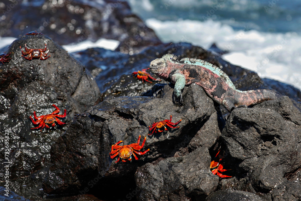 Christmas Marine Iguana with Red Rock Crabs Christmas Marine Iguana with Red Rock Crabs