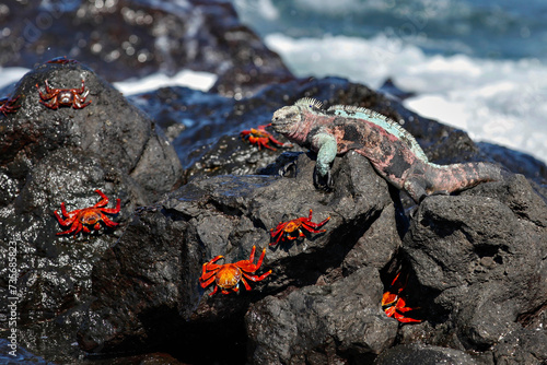 Christmas Marine Iguana with Red Rock Crabs