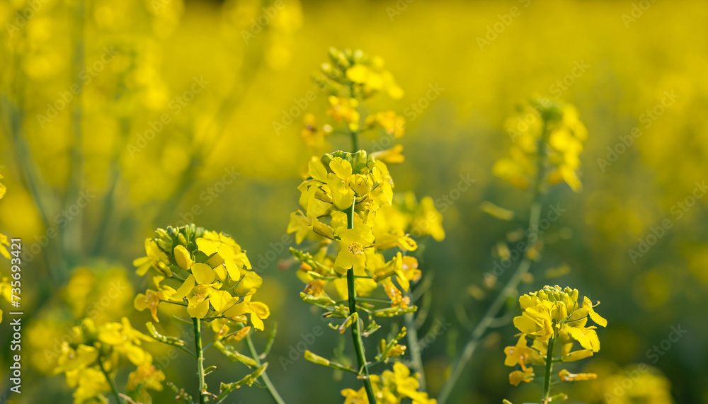 Yellow Rapeseed flowers close-up, selective focus. Blooming canola, colza plant. Nature background. Agriculture industry.