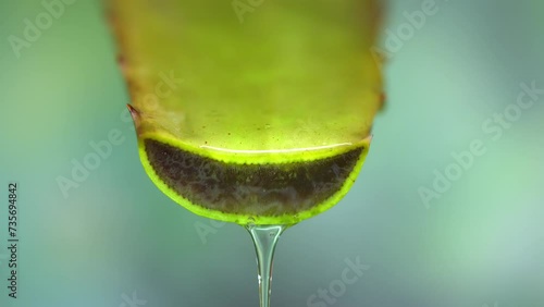 Large tendrils of fresh green aloe vera plant, folded pieces of leaves and clear gel extract flowing through the aloe ingredients. Aloe vera gel, beneficial herbs for skin treatment