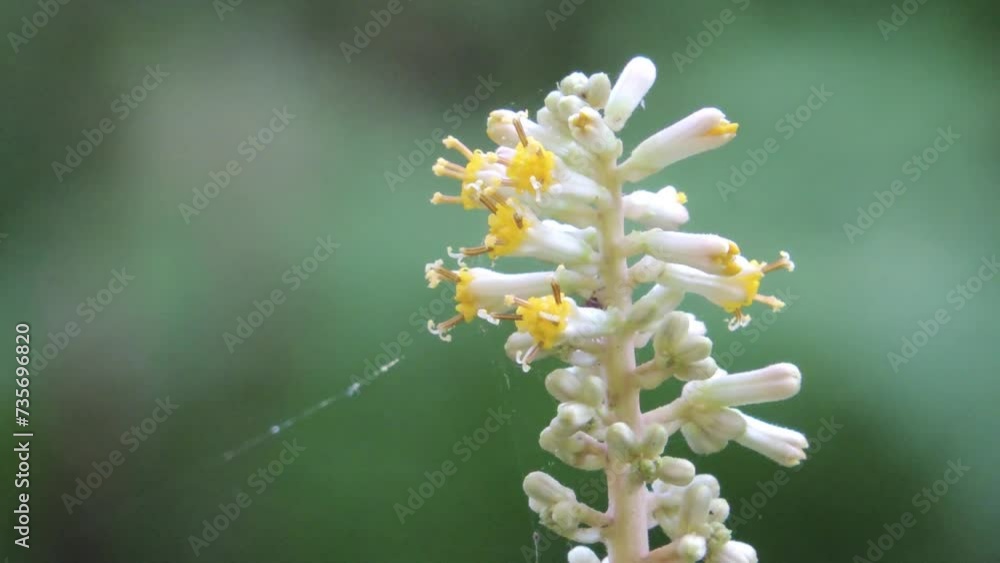 【山野草】タマブキ(玉蕗・球蕗):Parasenecio farfarifolius var. bulbiferus 【山野草】タマブキ(玉蕗・球蕗):Parasenecio farfarifolius var. bulbiferus