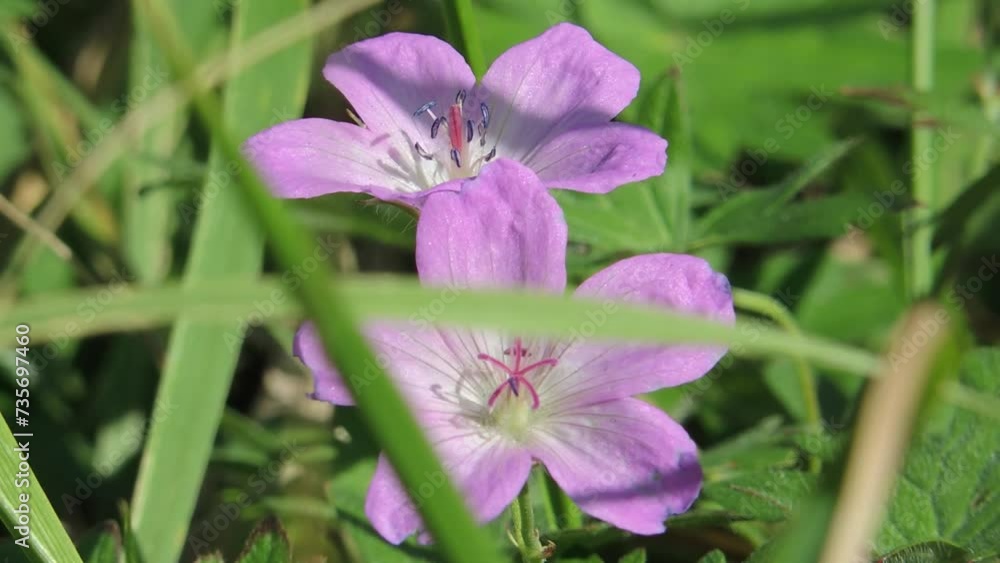 【山野草】ハマフウロウ(浜風露): Geranium yesoense var. pseudopalustre #1 【山野草】ハマフウロウ(浜風露): Geranium yesoense var. pseudopalustre #1