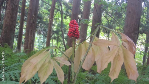 【山野草】晩秋のコウライテンナンショウ（高麗天南星）：Arisaema peninsulae photo