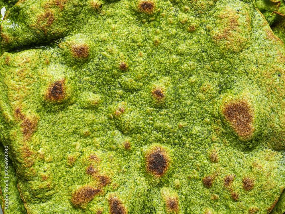 texture of pan fried green spinach tortilla texture of pan fried green spinach tortilla