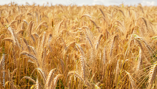 Wide Angle Golden Rye field Background. Ripe ears of rye close up. Grain agriculture. Beautiful Panoramic Summer Wallpaper or Web Banner