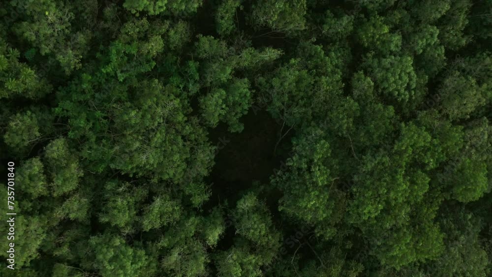 Flying up over a Rubber Trees,rubber plantation. Dark green tone, aerial zoom in shot.