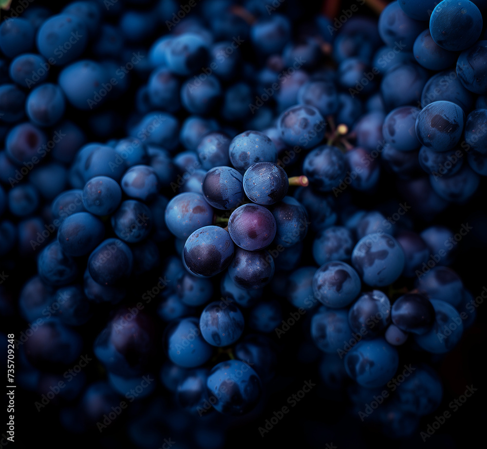 Tas de raisin muscat bleu sur un étal de marché. Récolte de raisin frais et bien mûr en automne pour la consommation ou les vendanges pour le vin - obrazy, fototapety, plakaty 