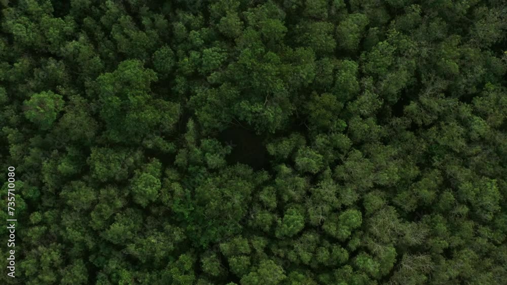 Flying up over a Rubber Trees,rubber plantation. Dark green tone, aerial zoom in shot. Flying up over a Rubber Trees,rubber plantation. Dark green tone, aerial zoom in shot.