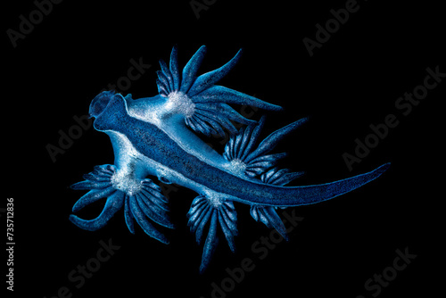 Blue sea dragon in black background