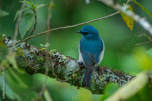 An indigo flycatcher eumyias indigo perching on a mossy tree branch at Mount Lawu montane forest East Java, natural bokeh background
