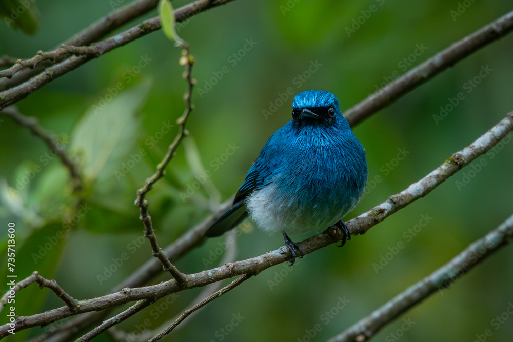 An indigo flycatcher eumyias indigo perching on a mossy tree branch at Mount Lawu montane forest East Java, natural bokeh background