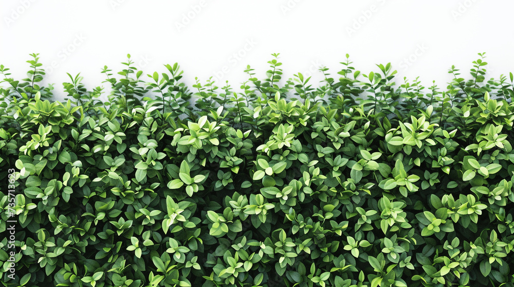 green grass background. green grass background.