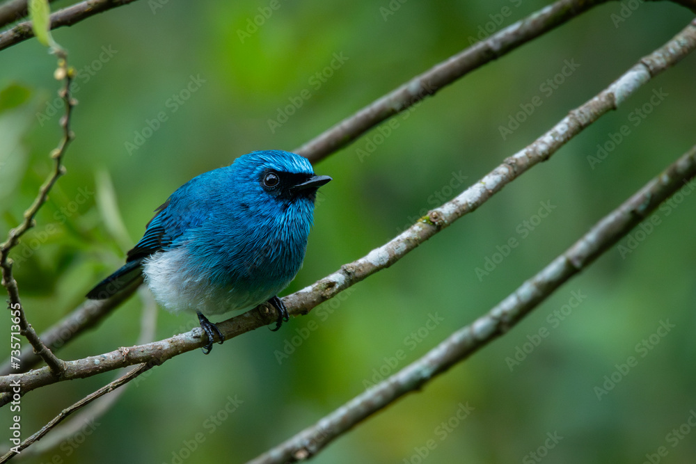 An indigo flycatcher eumyias indigo perching on a mossy tree branch at Mount Lawu montane forest East Java, natural bokeh background An indigo flycatcher eumyias indigo perching on a mossy tree branch at Mount Lawu montane forest East Java, natural bokeh background