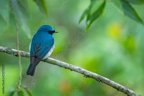 An indigo flycatcher eumyias indigo perching on a mossy tree branch at Mount Lawu montane forest East Java, natural bokeh background