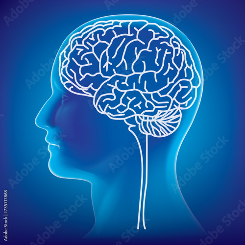 Male anatomy of human brain in x-ray view.vector illustration