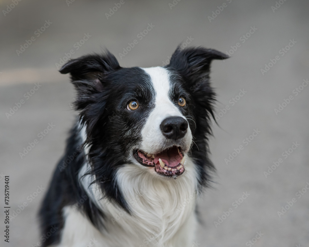 Close-up portrait of a border collie dog breed outdoors.