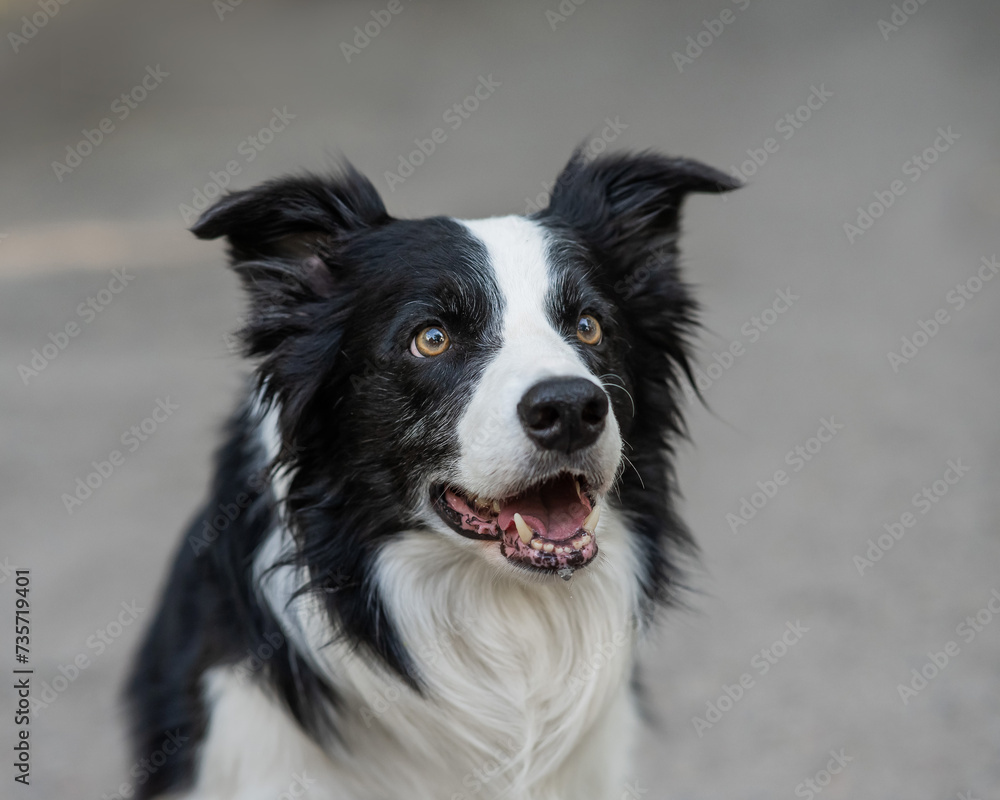 Close-up portrait of a border collie dog breed outdoors. Close-up portrait of a border collie dog breed outdoors.