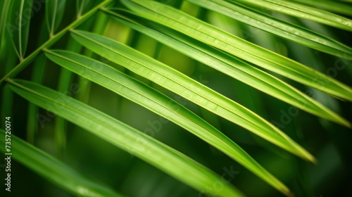 Close up shot of palm leaf with green nature background. Jungle vegetation, tropical plants and botanicals