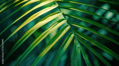 Close up shot of palm leaf with green nature background. Jungle vegetation  tropical plants and botanicals