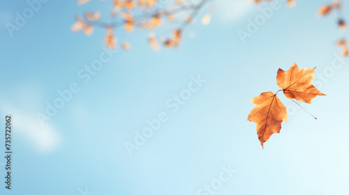 Lonely leaf falls