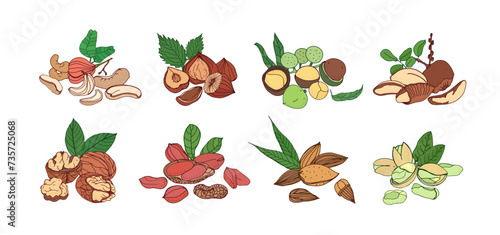 Nuts plants, fruits in shells on branches. Raw walnut, hazelnut, almond, peanut, cashew, macadamia kernels with cracked nutshells and leaf. Hand-drawn vector illustrations isolated on white background