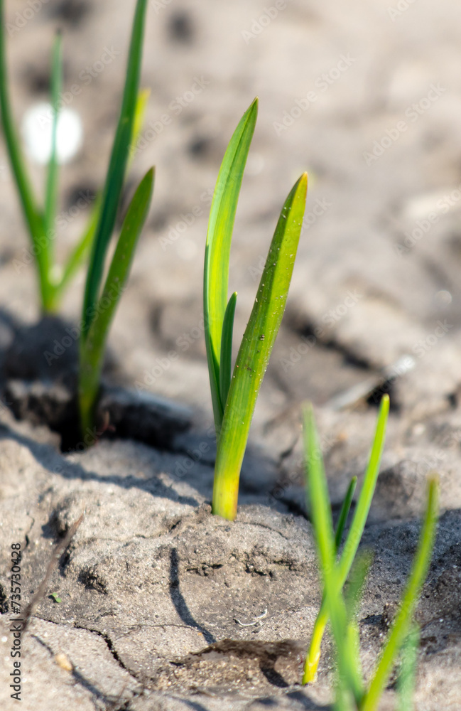 Garlic shoots on the ground in spring Garlic shoots on the ground in spring
