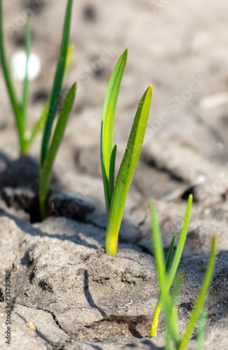 Garlic shoots on the ground in spring
