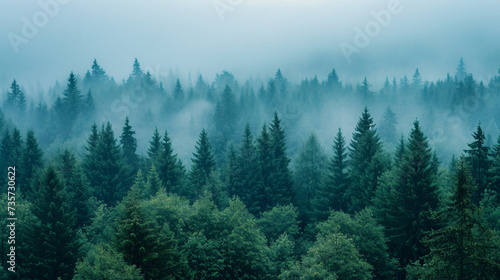 Panorama of a coniferous forest © Cybonad