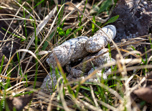 Dog poop on the ground in the grass