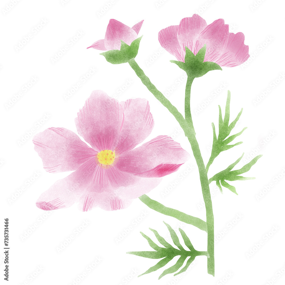 pink rose isolated on white pink rose isolated on white